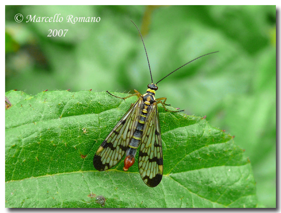 A spasso sulle Alpi Marittime: 4. Panorpa sp.